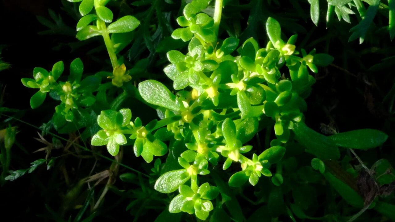 丸葉万年草20190525-1