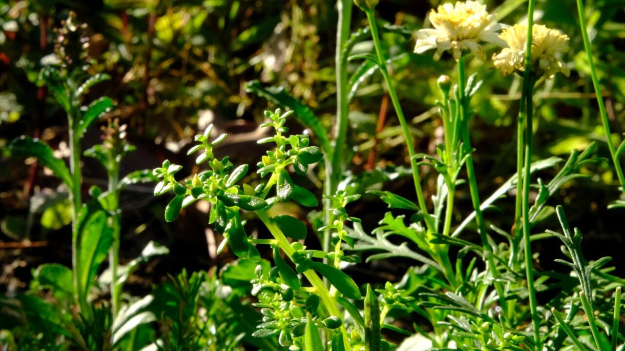 丸葉万年草20190525-2