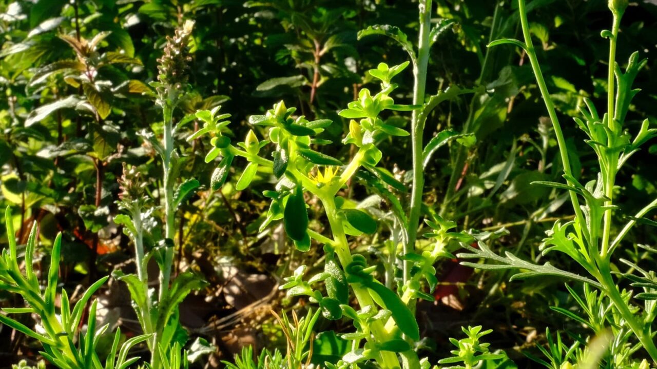 丸葉万年草20190527-1