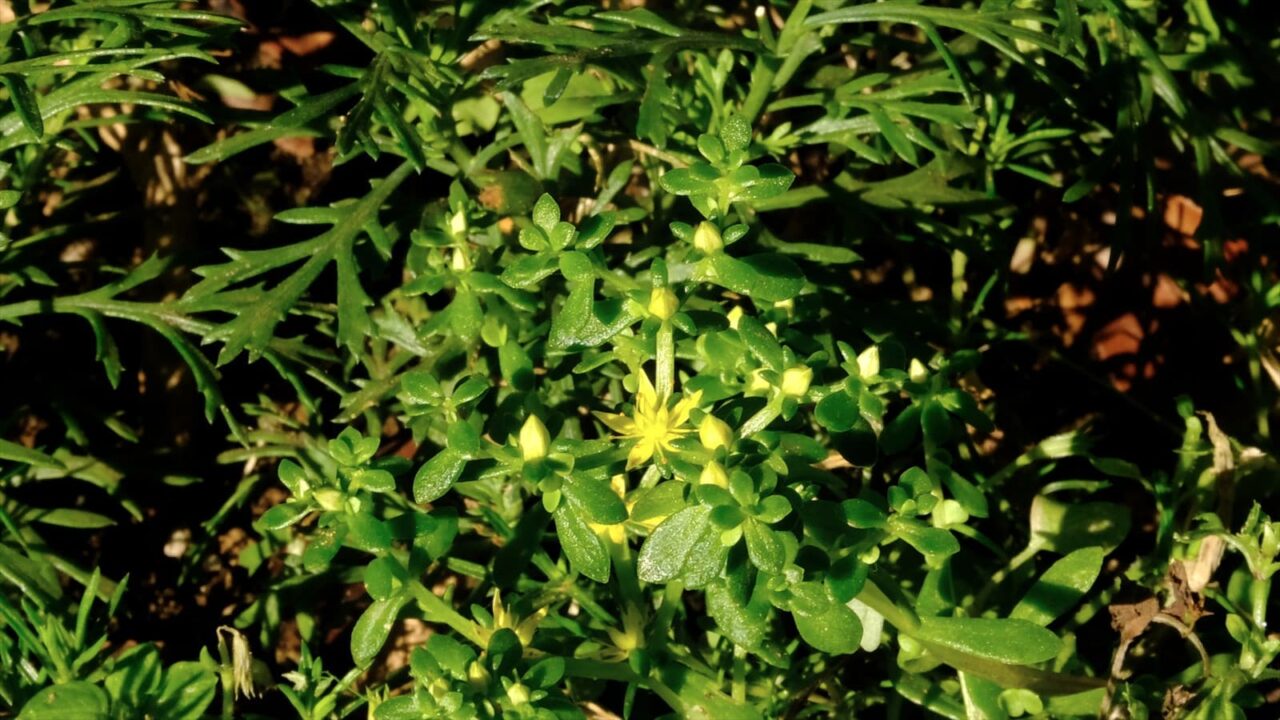 丸葉万年草20190527-2