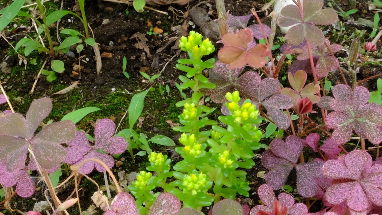 丸葉万年草様々な場所20190531-2