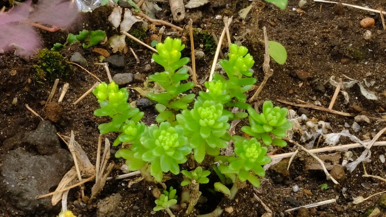 丸葉万年草様々な場所20190531-3