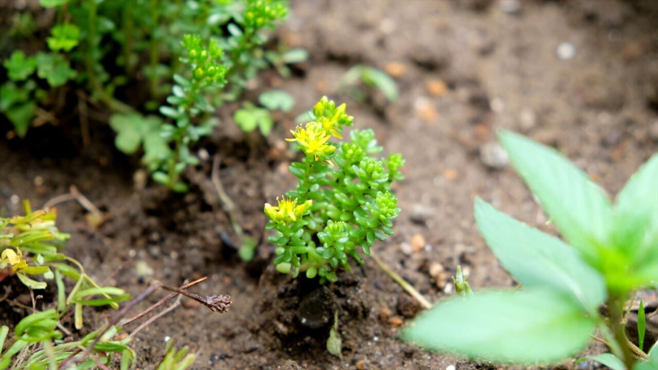 丸葉万年草様々な場所20190611-1