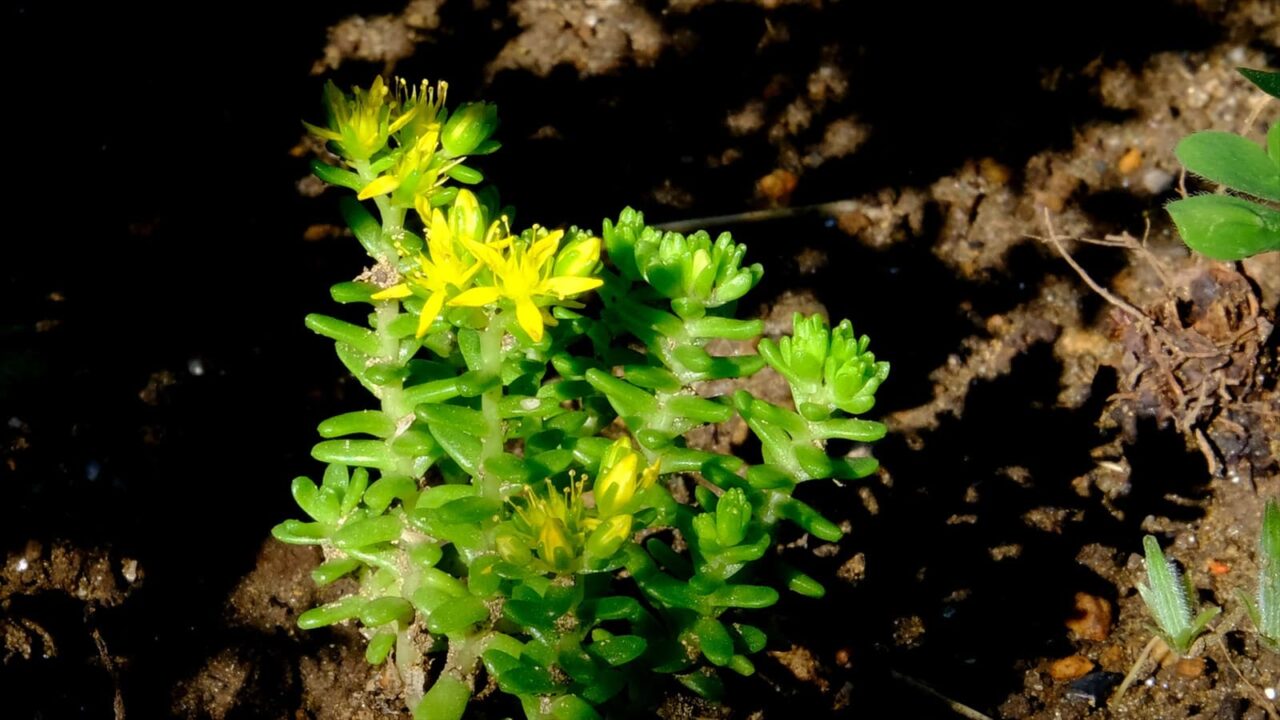 丸葉万年草様々な場所20190613