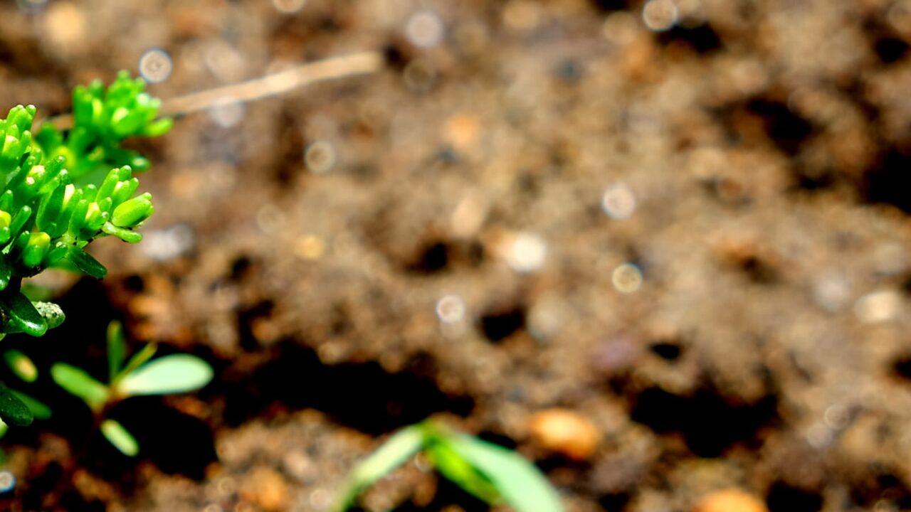 丸葉万年草とオーブ201906-1