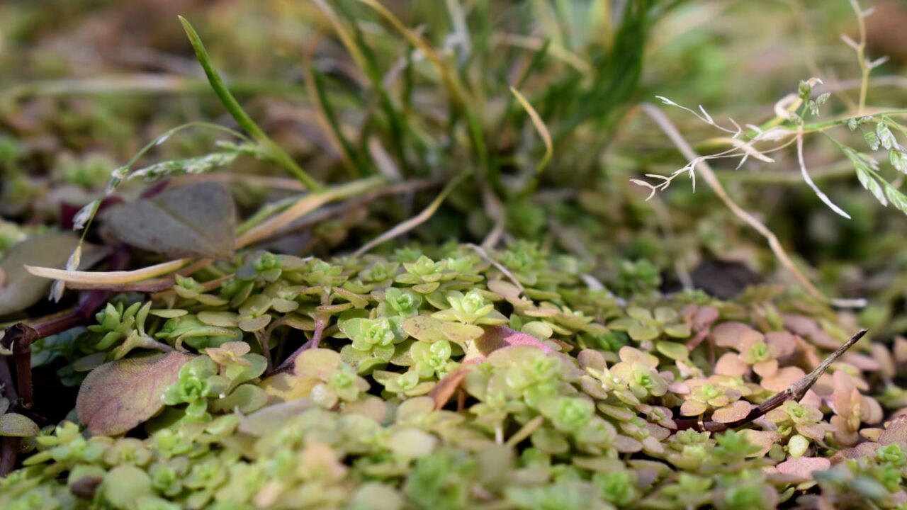 マルバマンネングサ冬の赤葉20200129