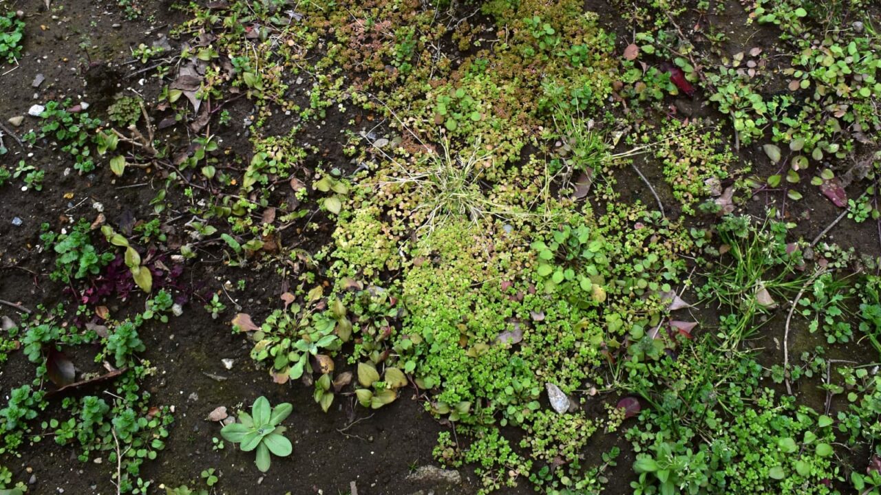 地面を覆うマルバマンネングサ20200222