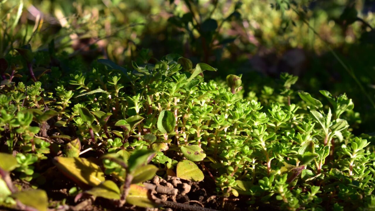 マルバマンネングサ成長期20200317