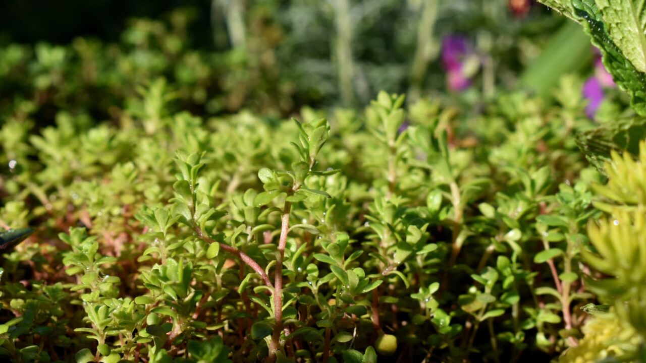 マルバマンネングサ成長期20200406