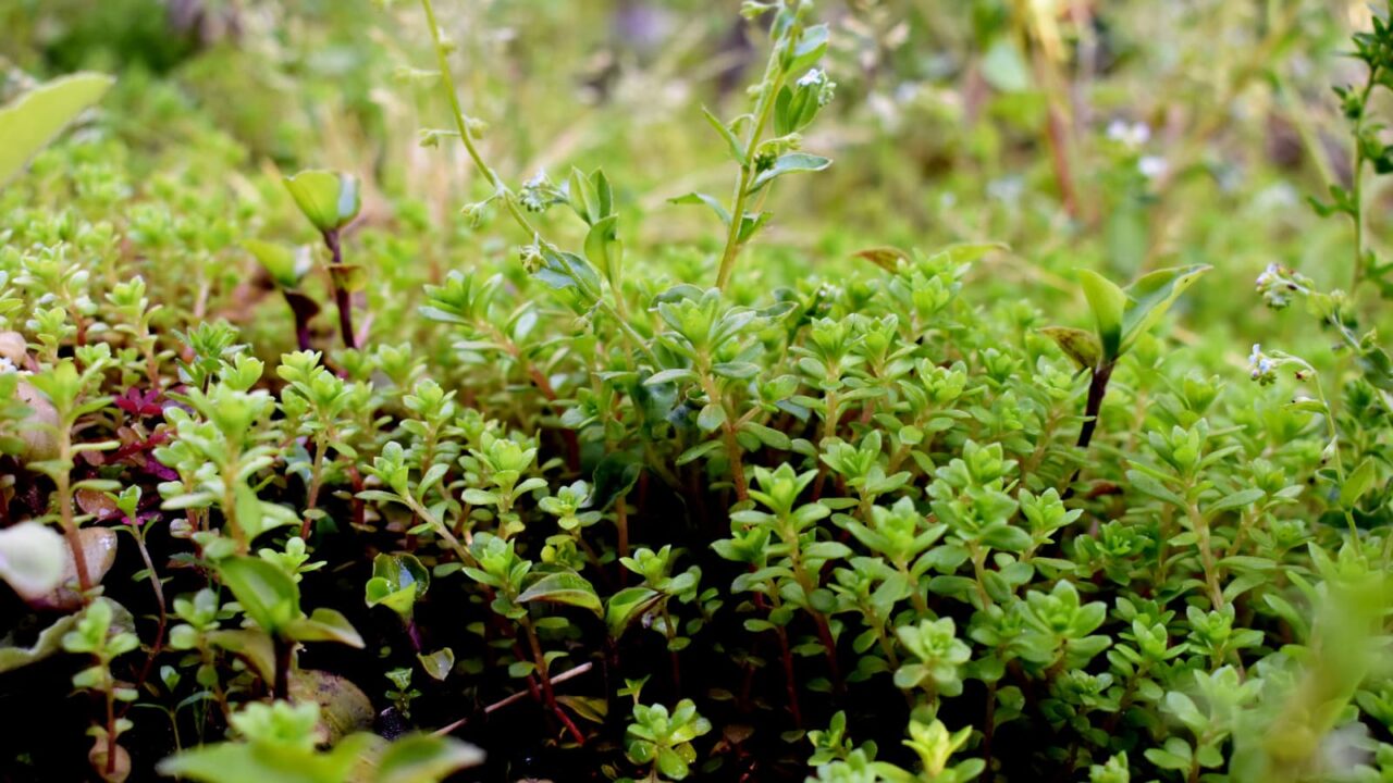 マルバマンネングサの成長2020409