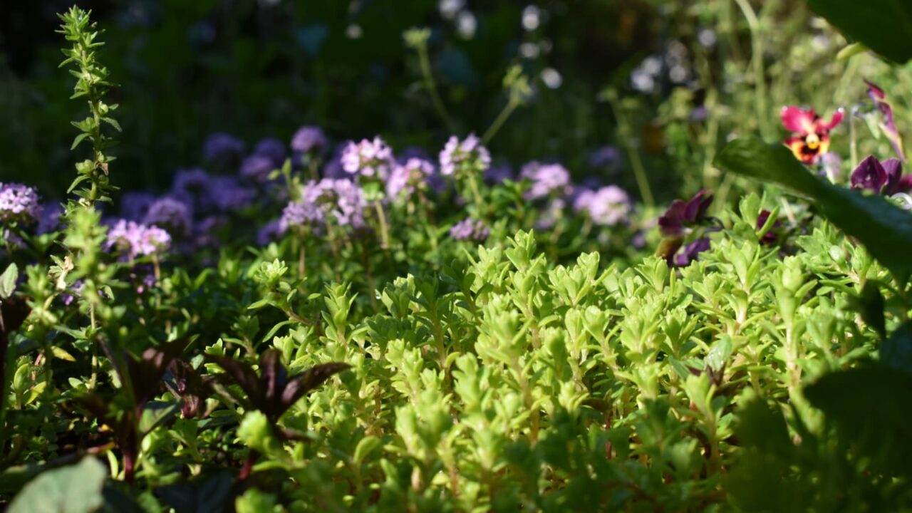 マルバマンネングサの成長2020425