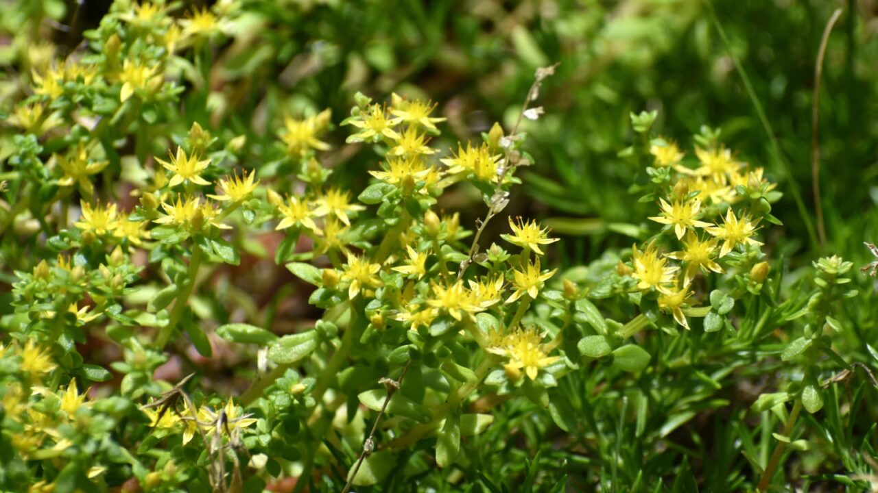 マルバマンネングサ先始め2020530