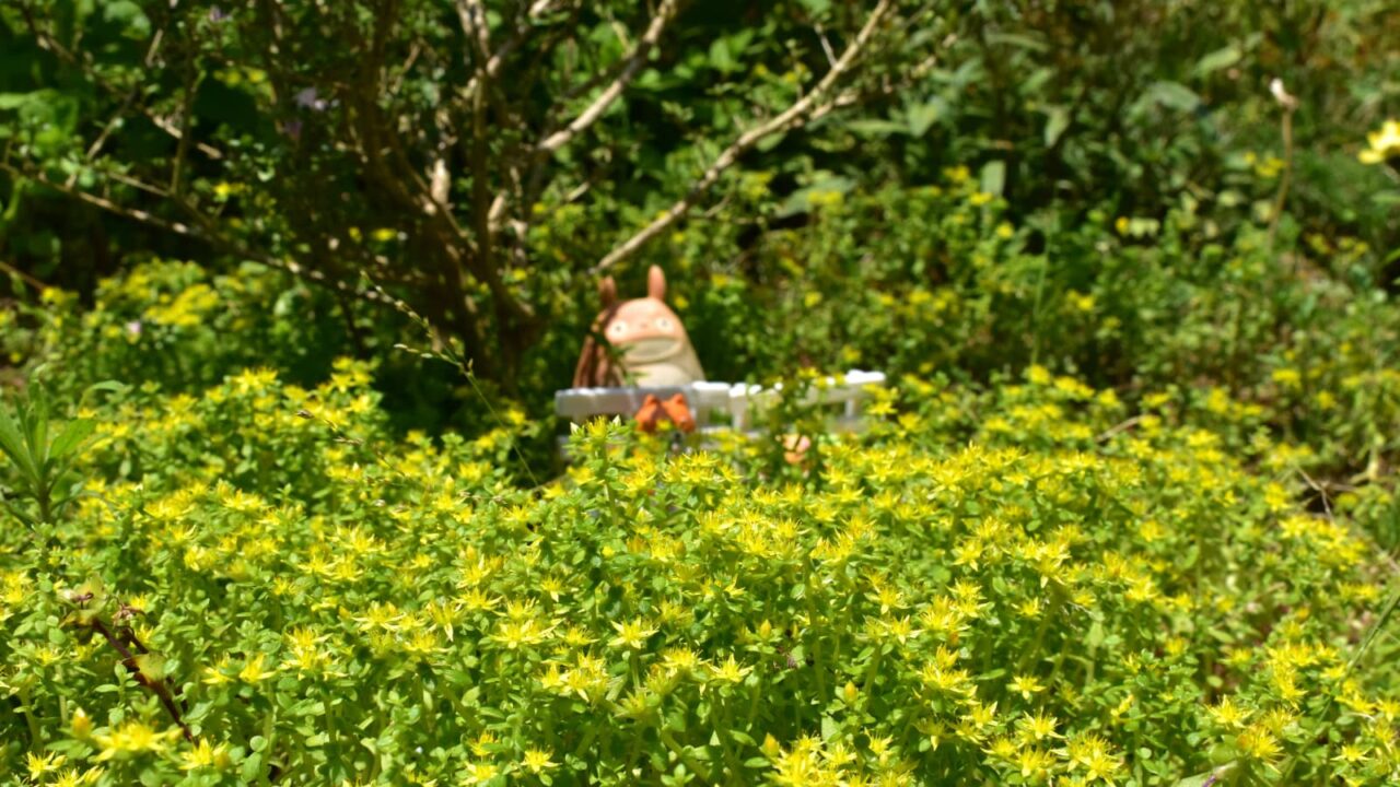 紅鳥花の前は黄色の花畑（丸葉万年草） 202005-1