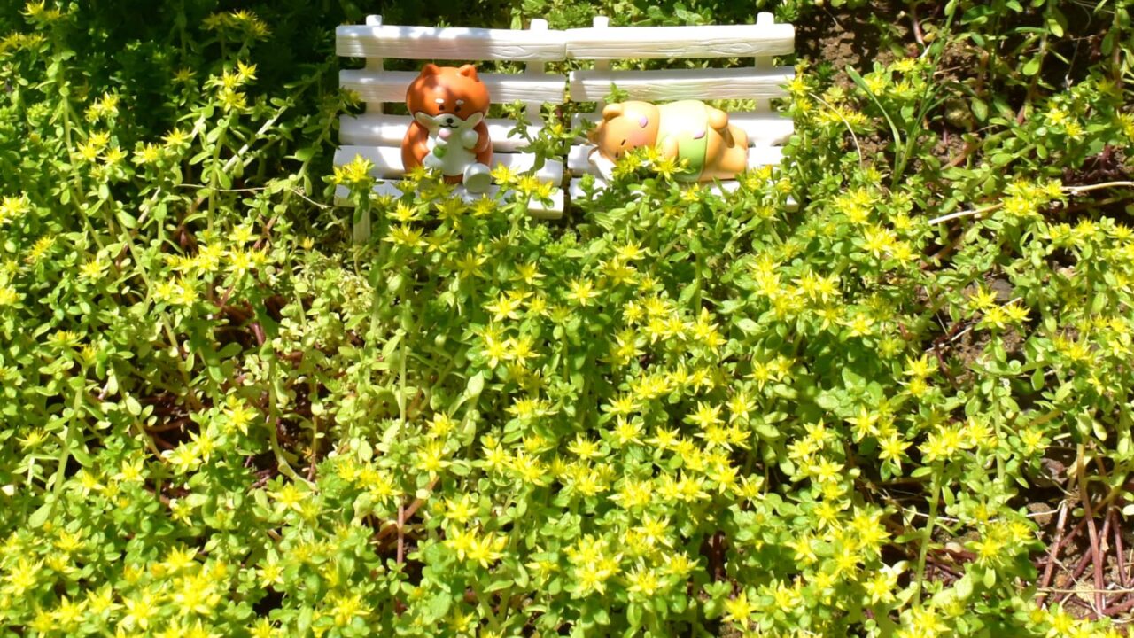 黄色の花畑（丸葉万年草）で花見酒のゴン太とノン平202005-2