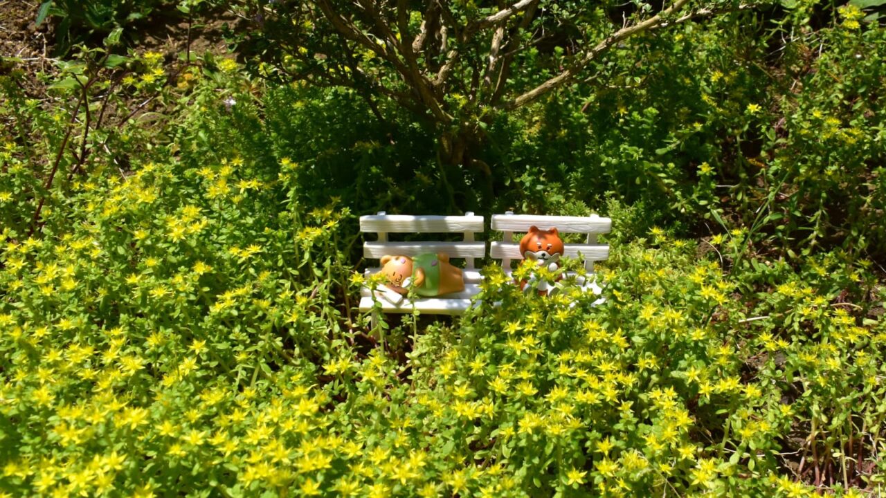 黄色の花畑（丸葉万年草）を愛でるゴン太とノン平（位置入れ替わり）202005-4
