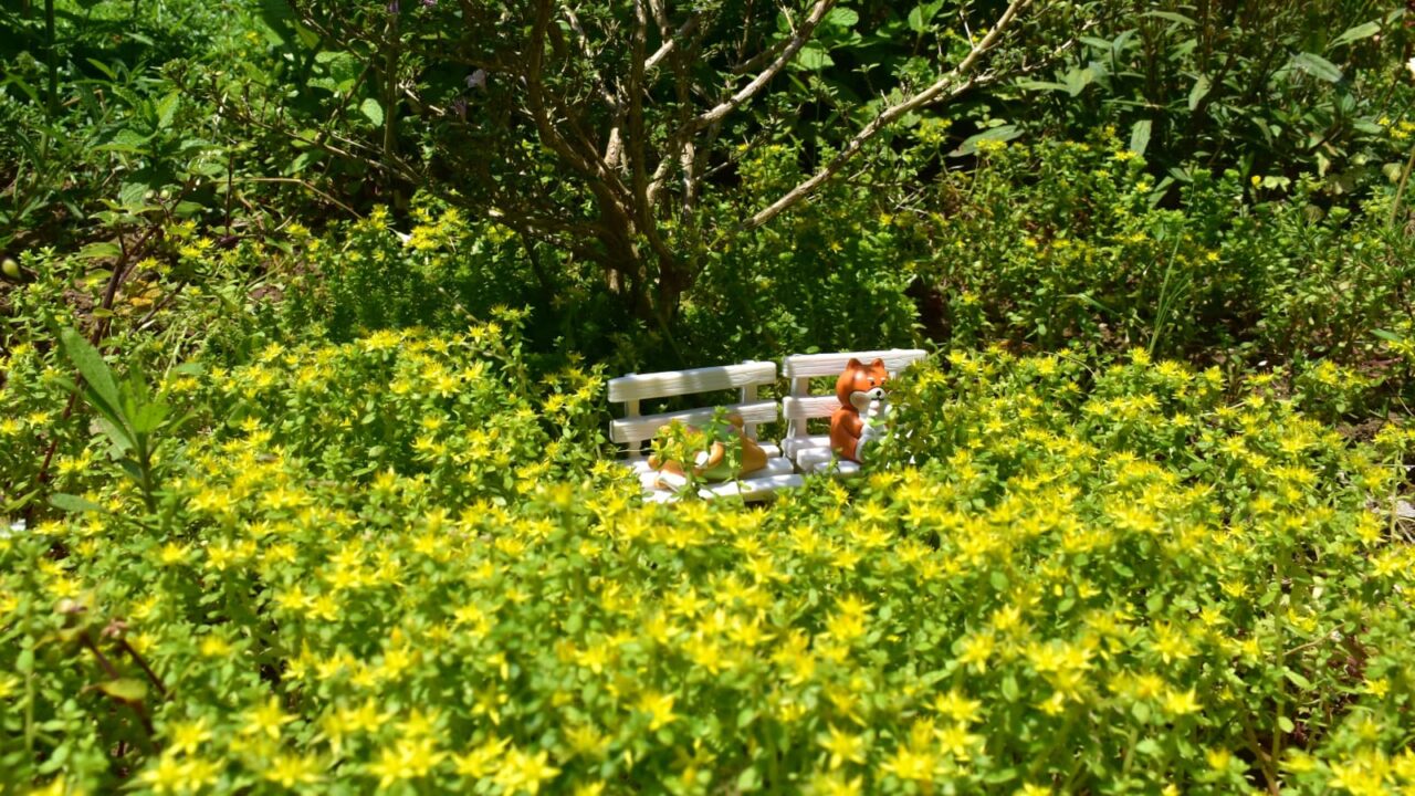黄色の花畑（丸葉万年草）を愛でるゴン太とノン平202005-5