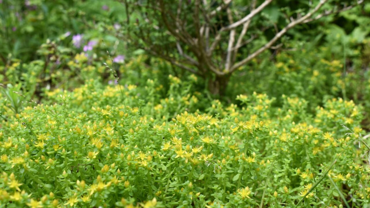 マルバマンネングサの黄色い花畑2020603