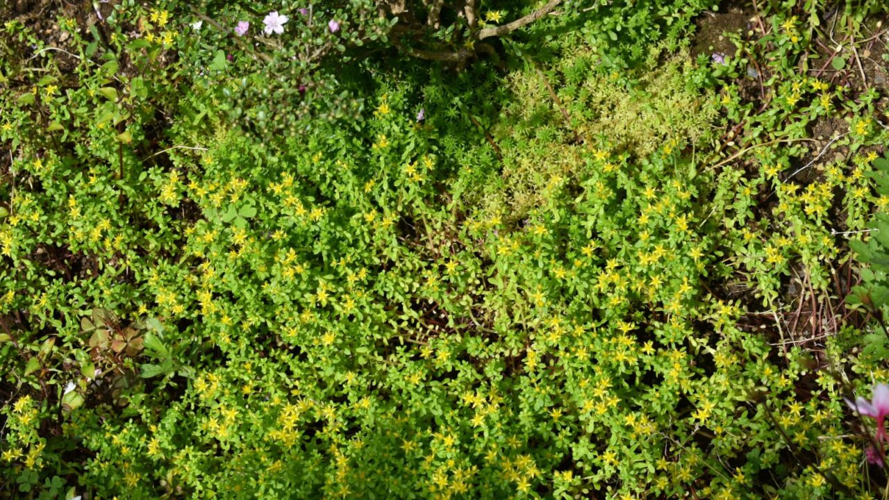 マルバマンネングサの黄色い絨毯2020603