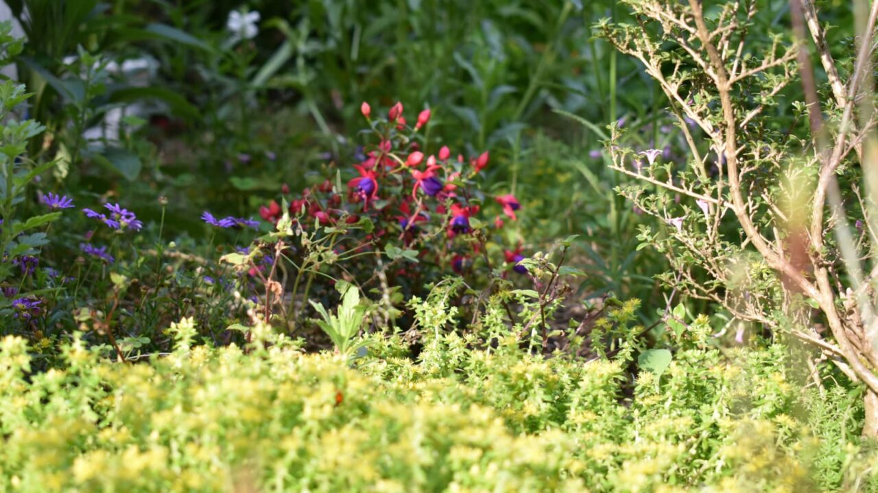 マルバマンネングサ満開へ2020605