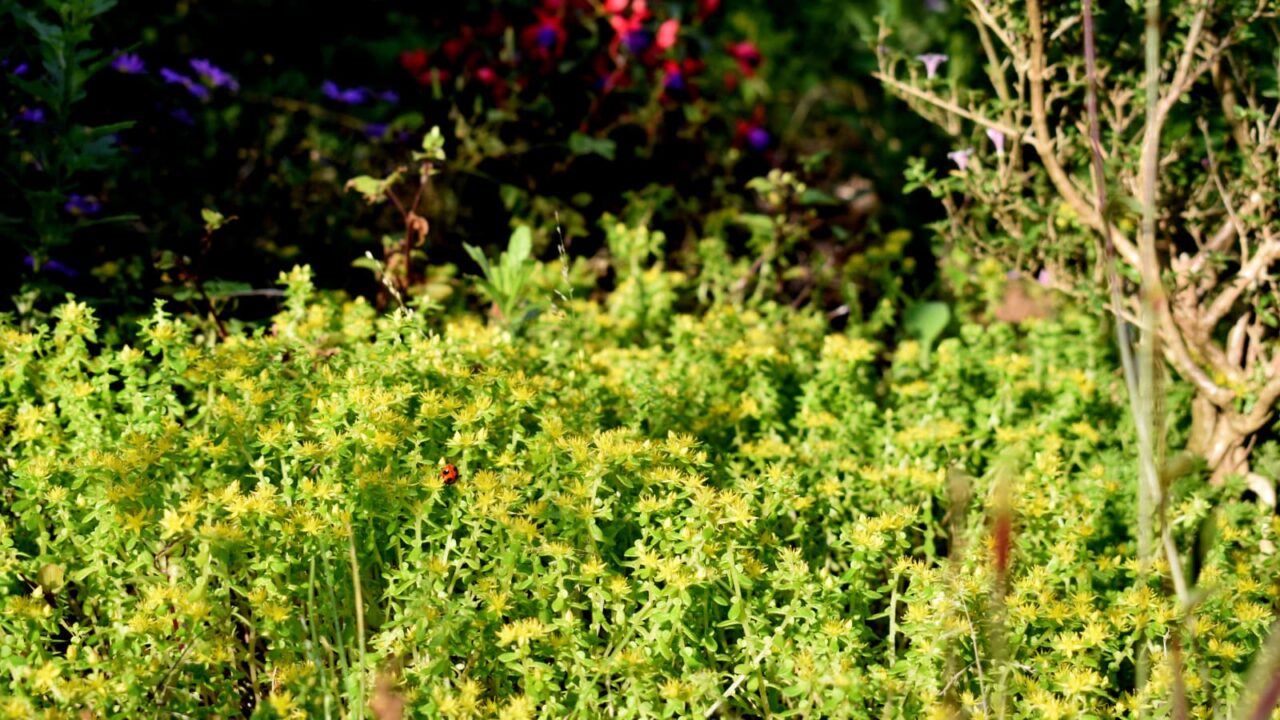 マルバマンネングサにうずもれた天道虫2020605