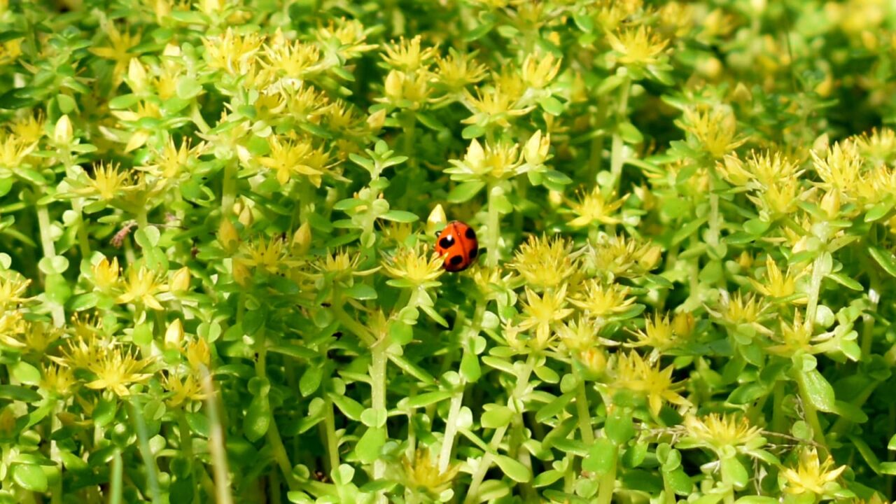 マルバマンネングサに天道虫2020605