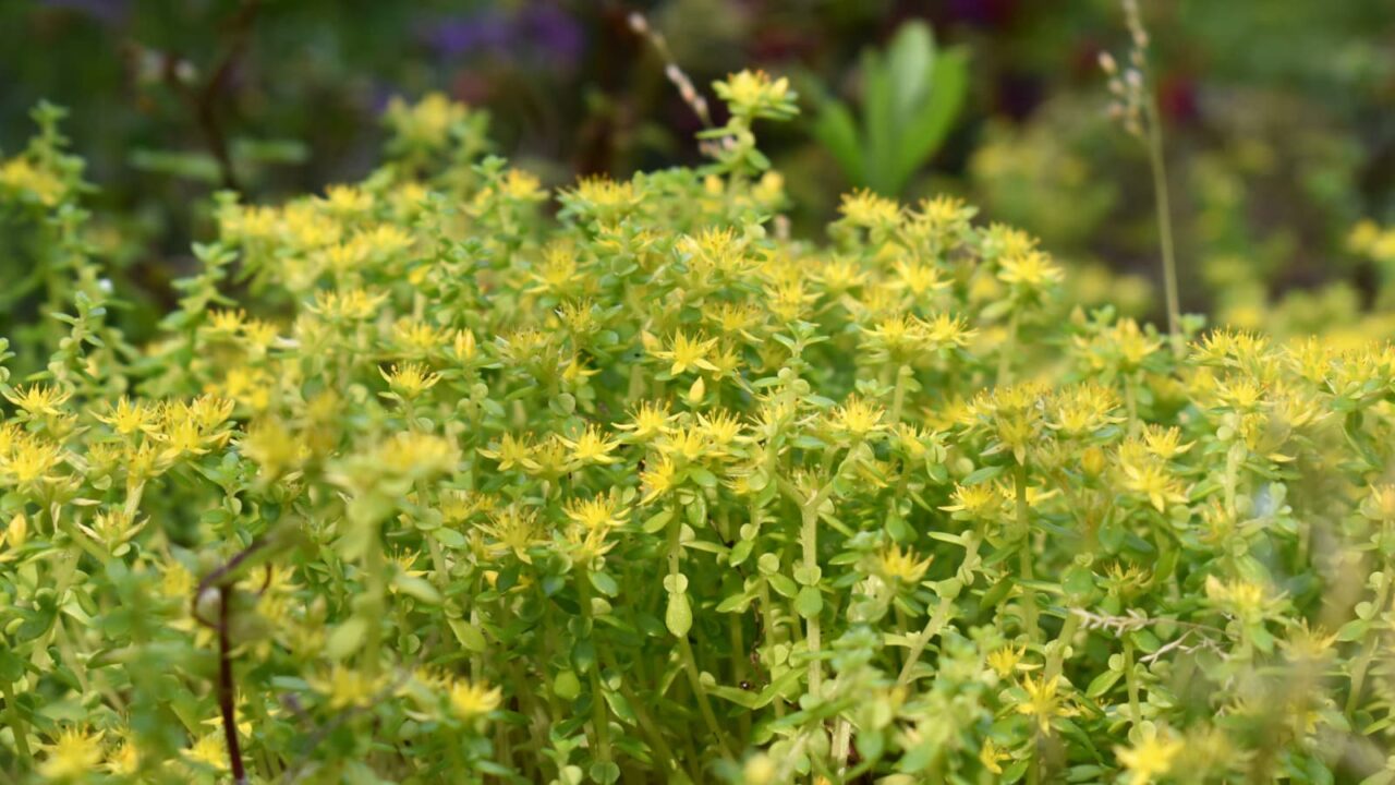 マルバマンネングサ満開真黄色2020606