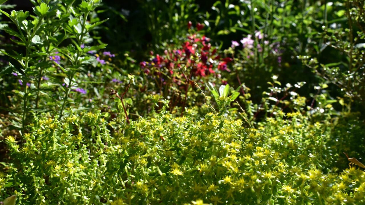 マルバマンネングサ満開2020607