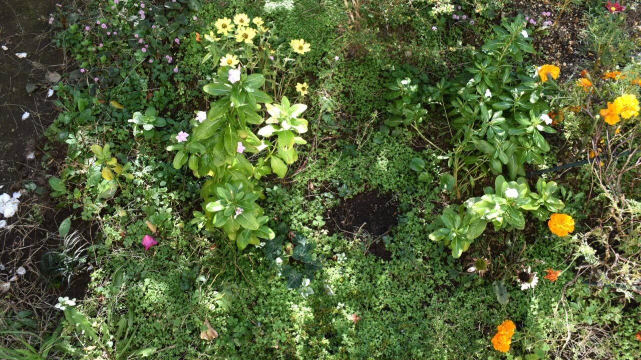 マルバマンネングサ地面を覆う20201128