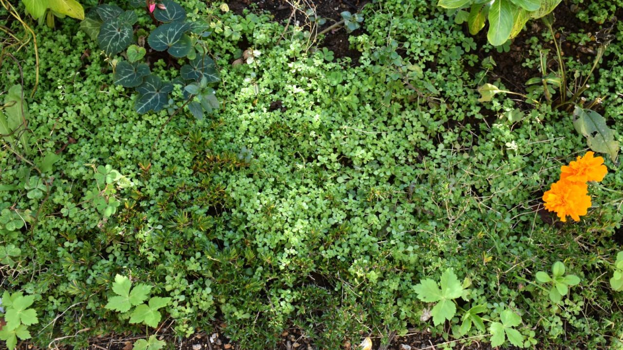 マルバマンネングサ地面を覆う20201208