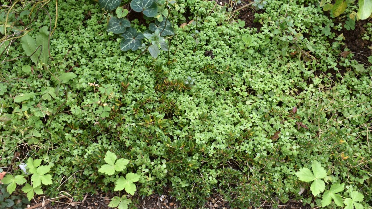 マルバマンネングサ地面を覆う20201213