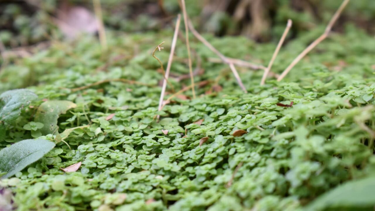 マルバマンネングサビッシリの幼20201213