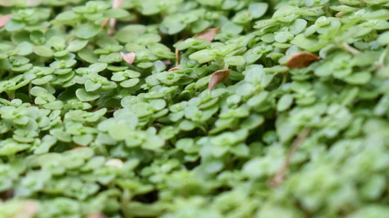 マルバマンネングサ幼葉拡大20201213