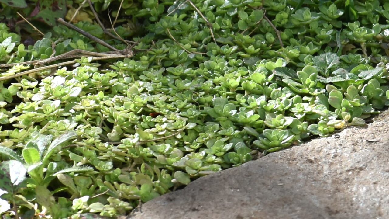 丸葉万年草越冬ビッシリ202101-2