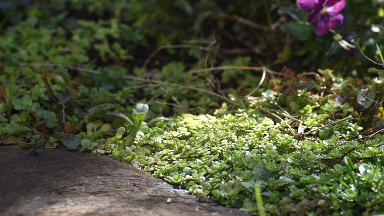 丸葉万年草越冬ビッシリ202101-3