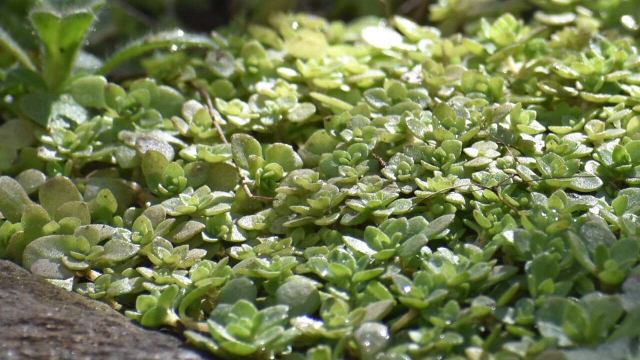 丸葉万年草越冬ビッシリ202101-4