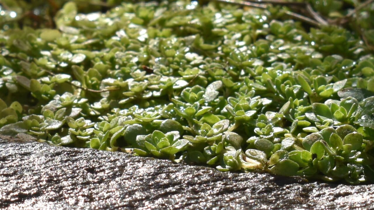 丸葉万年草越冬ビッシリ202101-6（雨の風情）