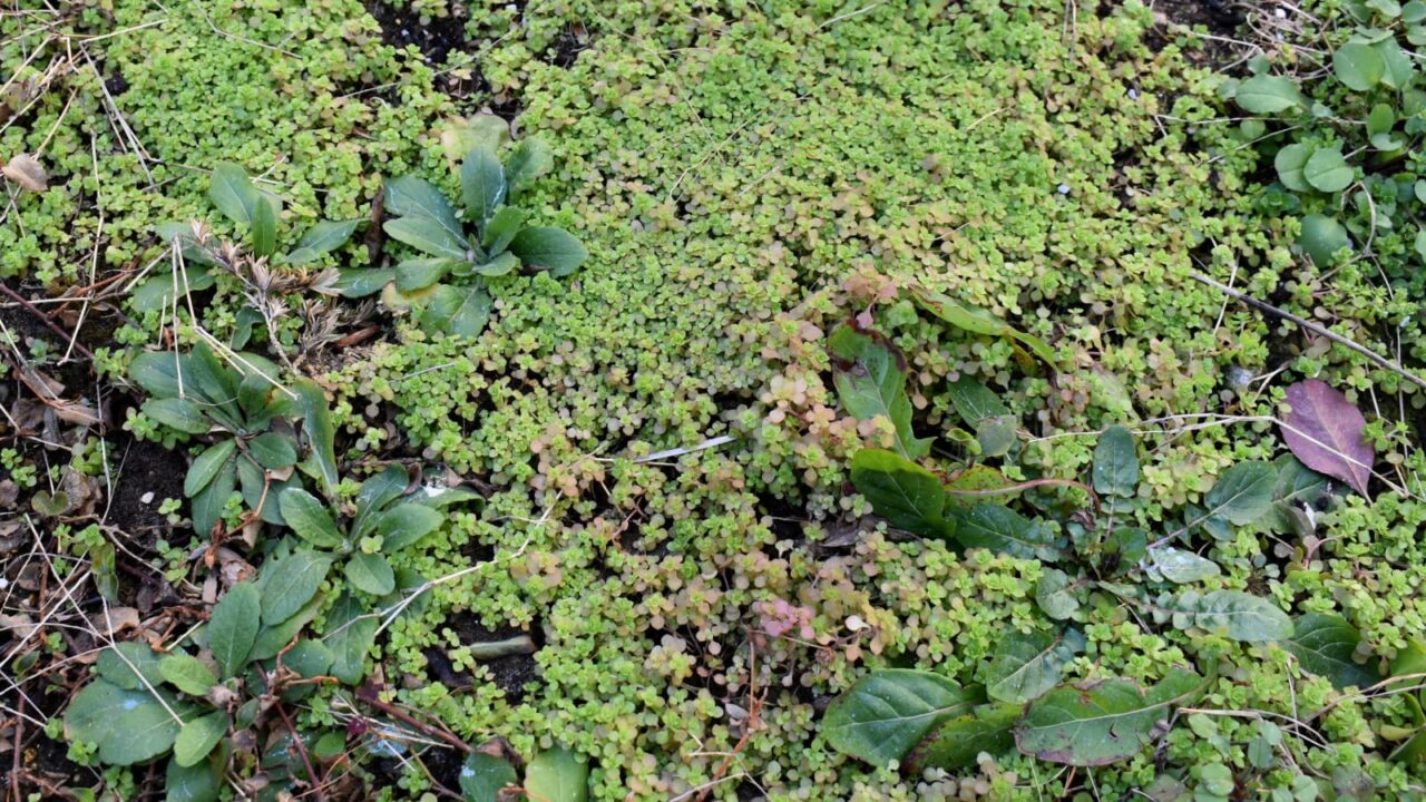 丸葉万年草が繁茂する地模様202101