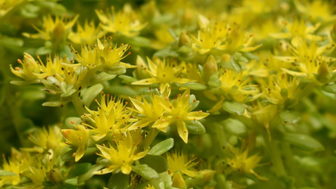 丸葉万年草の花拡大202105-11