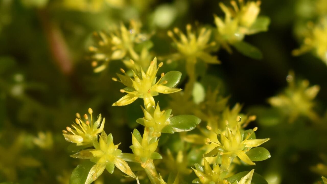 丸葉万年草の花拡大202106