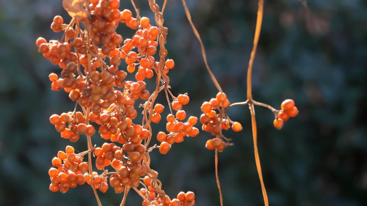 早乙女葛の実202512