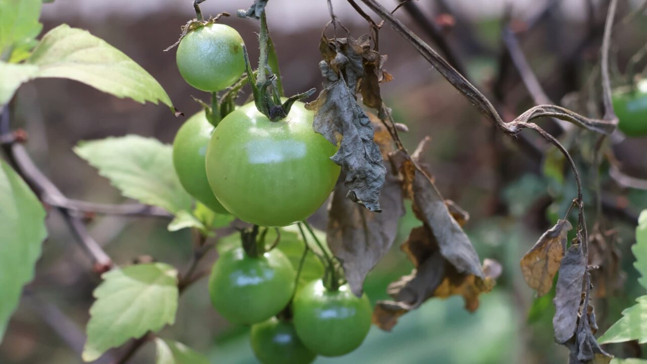 ミニトマト202512