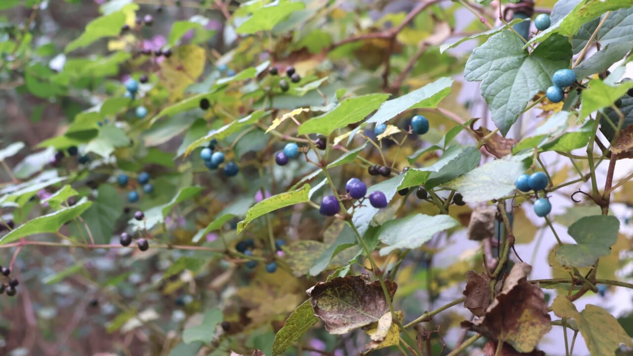 ノブドウの実202512