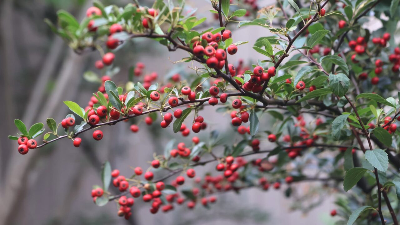 ピラカンサの実202512