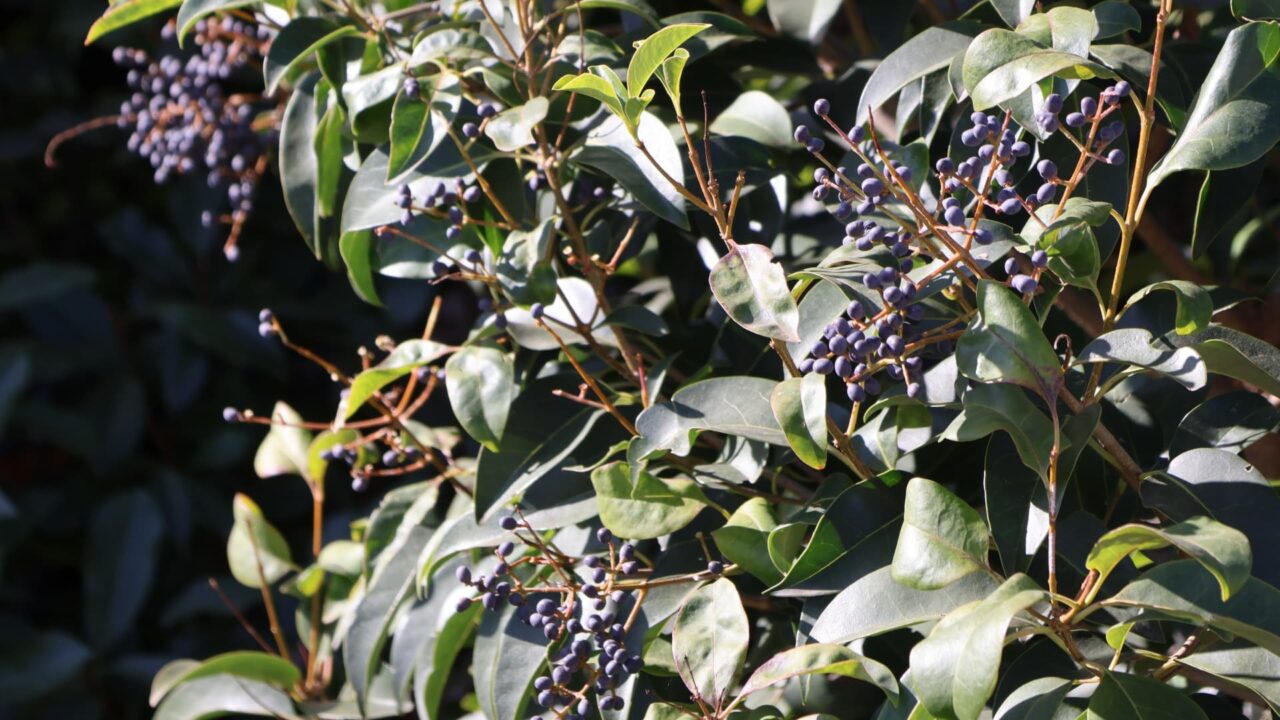 トウネズミモチの実202512