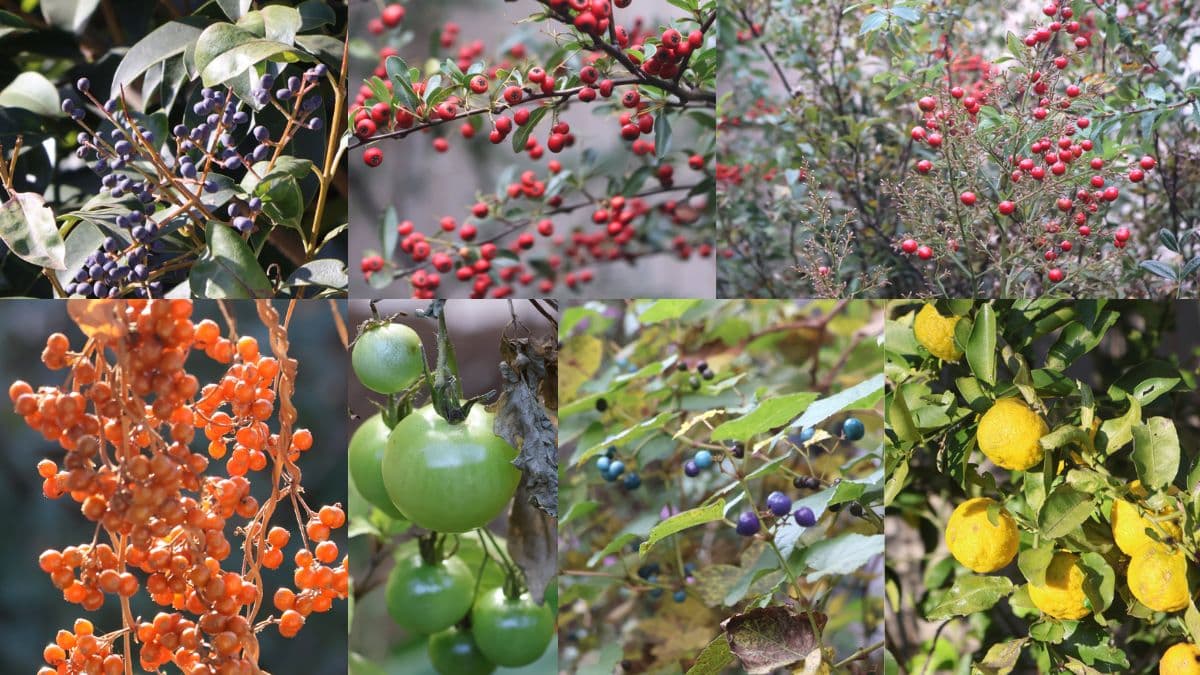 実のなる植物202512