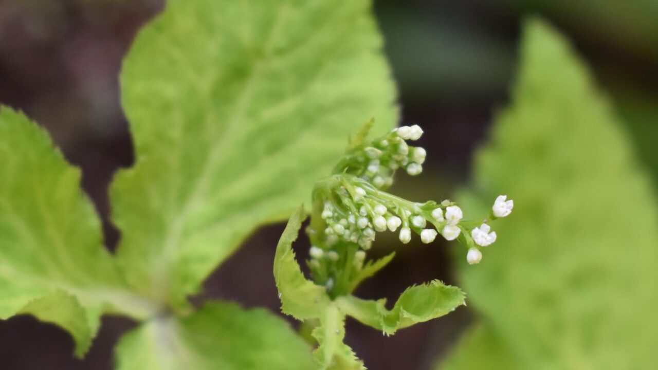 三つ葉の開花20200514