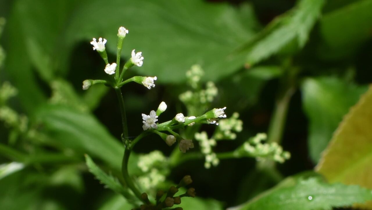 三つ葉の開花20200516-1