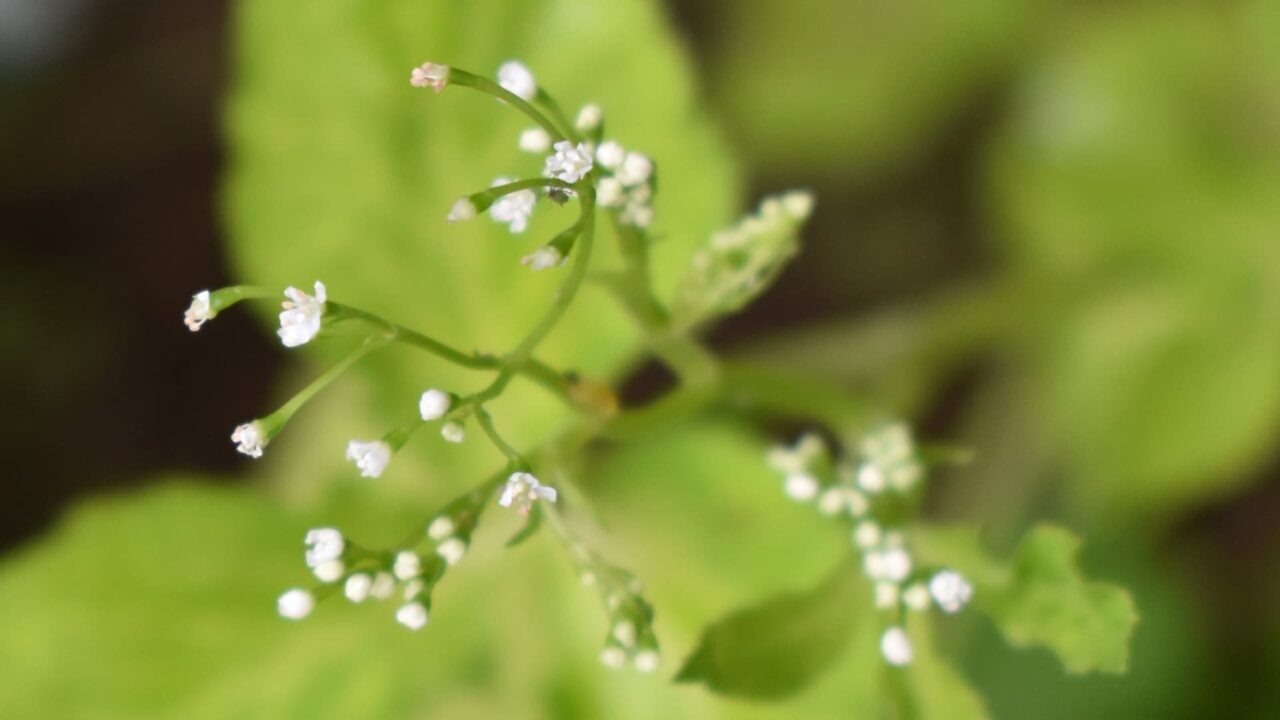 三つ葉の開花20200516-2
