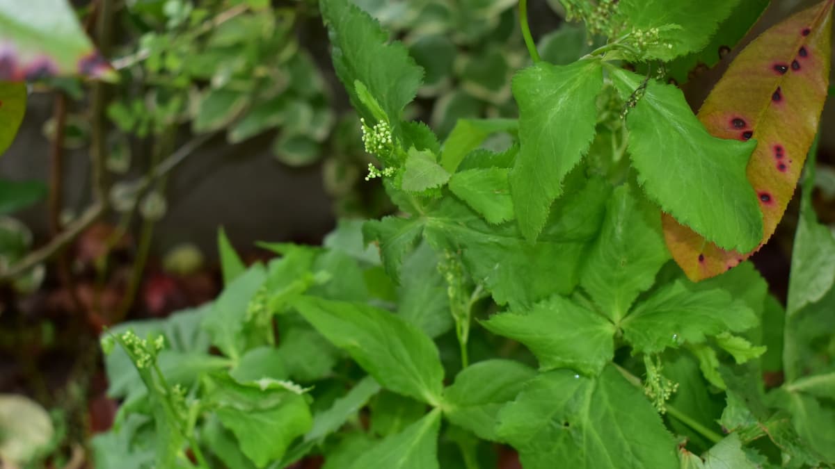 三つ葉の蕾20200511