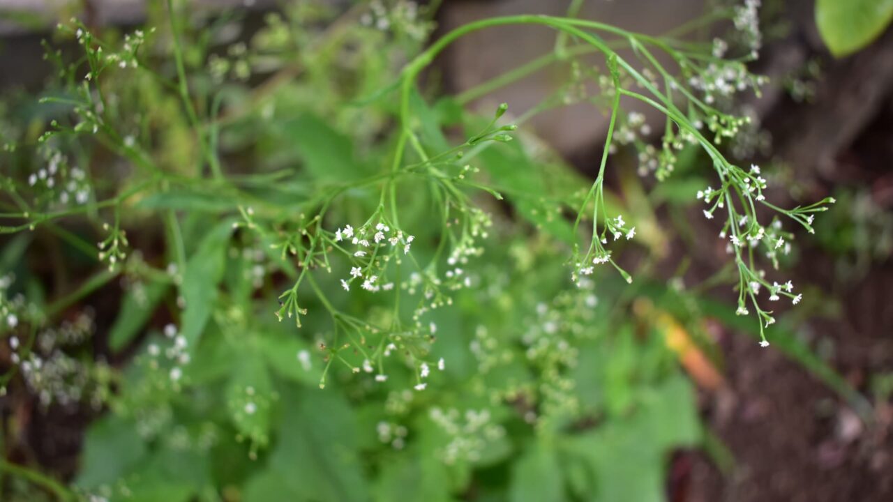 三つ葉の群花20200522